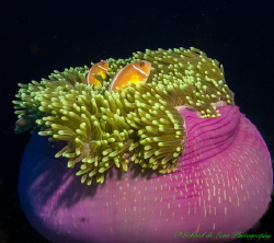 Anemone and Residents by Gabriel De Leon Jr 